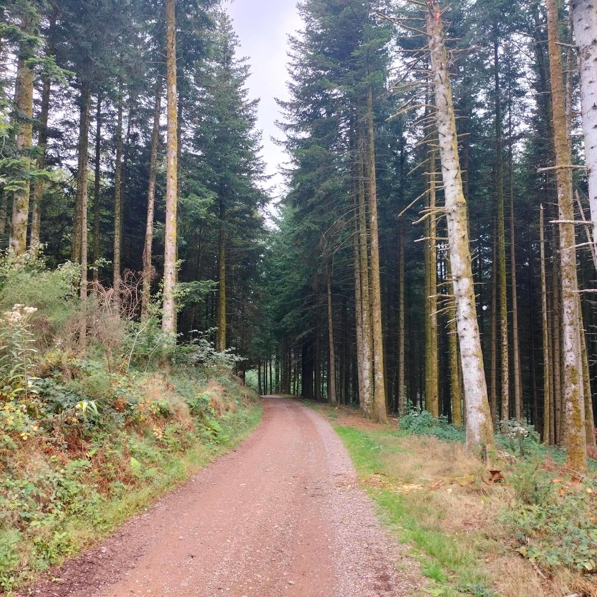 Gite Des Sapins Ranchal Buitenkant foto
